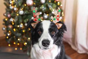 divertente carino cucciolo cane confine collie indossare Natale costume cervo corna cappello vicino Natale albero a casa in casa sfondo. preparazione per vacanza. contento allegro Natale concetto. foto