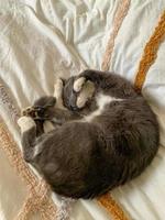 grigio gatto addormentato su un' coperta 3 foto