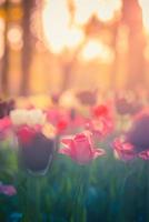 bellissimo mazzo panorama di rosso bianca e rosa tulipani nel primavera natura per carta design e ragnatela striscione. sereno avvicinamento, idilliaco romantico amore floreale natura paesaggio. astratto sfocato lussureggiante fogliame foto