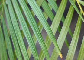 foglia di palma tropicale verde con ombra sul muro bianco foto