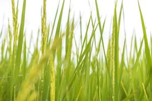 fresco verde riso i campi nel il i campi siamo in crescita loro cereali su il le foglie con rugiada gocce foto