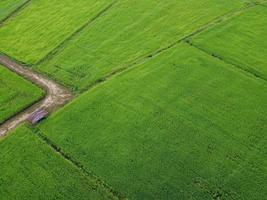 fresco verde riso campi, aereo fotografie a partire dal droni