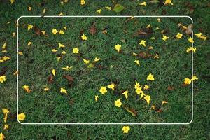 giallo fiori su verde erba con bianca telaio foto