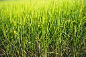 fresco verde riso i campi nel il i campi siamo in crescita loro cereali su il le foglie con rugiada gocce foto
