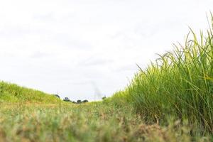 fresco verde riso i campi nel il i campi siamo in crescita loro cereali su il le foglie con rugiada gocce foto