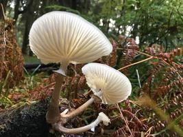 primo piano di funghi bianchi foto