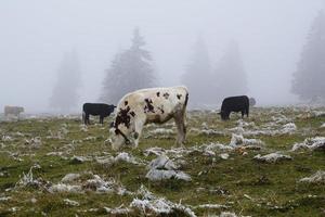 mucche a dreux du van foto