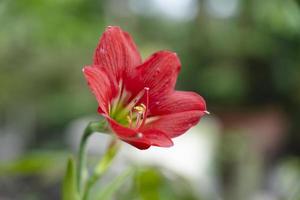 hippeastrum johnsonii seppellire, fioritura fiore 4 fiori Asia Tailandia. il distintivo caratteristiche di Questo pianta siamo fioritura di fronte nel tutti 4 indicazioni. foto