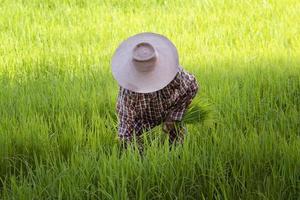 asiatico contadino raccolta nel riso i campi verde riso campo sfondo. tagliare Riso, raccogliere stagione