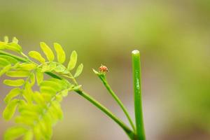 piccolo arancia coccinella su superiore di foglia foto