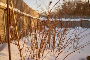 cespugli di lamponi a un' inverno giardino foto