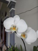 selettivo messa a fuoco di bellissimo Luna orchidea fiore su sfocato sfondo. il latino nome è paraphalaenopsis. foto