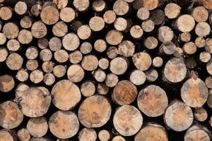 tronchi di legno impilati