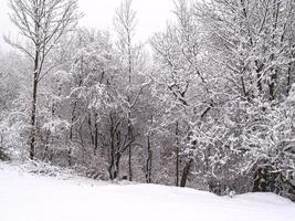 alberi e campo coperti di neve foto