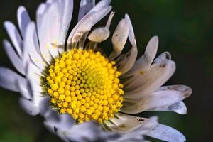 bellissimo brillantemente colorato margherita rappresenta il inizio di primavera. fiore quello produce camomilla nel Italia nel 2022 foto