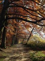 strada nella foresta foto