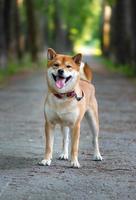 cane shiba inu foto