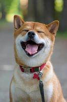 giapponese cane rosso colore shiba inu sta su il strada, sorridente e chiuso il suo occhi. foto