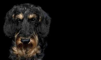 ritratto di un' cane razza pelo duro bassotto su un' nero sfondo, guardare a il telecamera foto