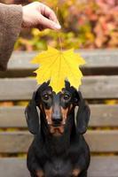 umano mani hold un autunno acero foglia vicino un' bassotto cane foto