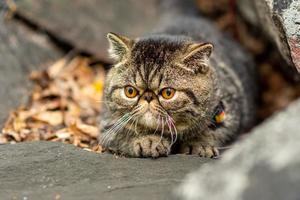 un' carino Marrone soriano esotico capelli corti razza di gatti seduta su un' grigio pietra n è impaurito di in viaggio all'aperto foto