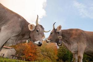 mucca pascolo nel il montagna foto