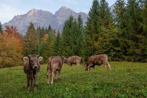 mucca pascolo nel il montagna foto