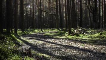 sentiero attraverso la foresta