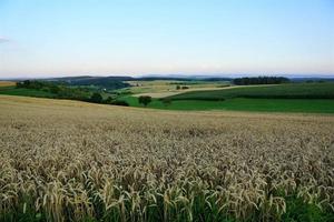 campo di grano in hegau, germania foto