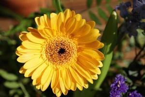 gerbera gialla in giardino foto