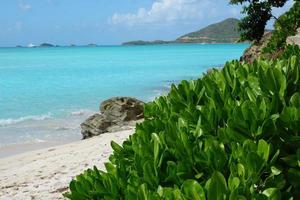 pianta verde in spiaggia foto