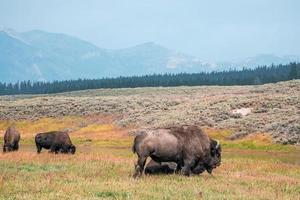 un' mandria di bisonte si sposta velocemente lungo il focolaio fiume nel Yellowstone nazionale parco vicino a metà scaldabagno bacino. americano bisonte o bufalo nel Yellowstone nazionale parco Stati Uniti d'America in cammino foto