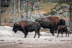 un' mandria di bisonte si sposta velocemente lungo il focolaio fiume nel Yellowstone nazionale parco vicino a metà scaldabagno bacino. americano bisonte o bufalo nel Yellowstone nazionale parco Stati Uniti d'America in cammino foto