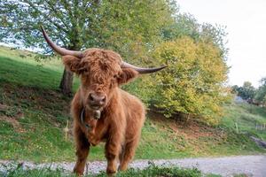 altopiano bestiame razza è conosciuto per suo rusticità foto