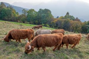 altopiano bestiame razza è conosciuto per suo rusticità foto