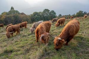 altopiano bestiame razza è conosciuto per suo rusticità foto