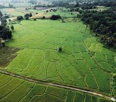 riso campo nel il mattina nel Asia foto