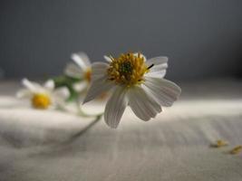 astratto sfondo di bianca e giallo fiori, foto