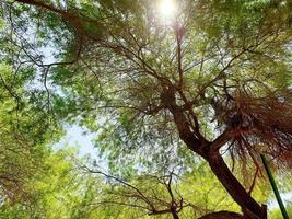 ampio angolo di visione degli alberi dal basso foto