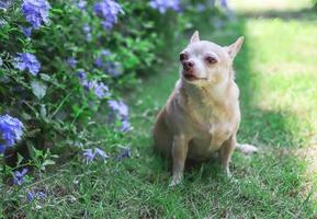 Marrone corto capelli chihuahua cane seduta su verde erba nel il giardino, odorare viola fiori. foto