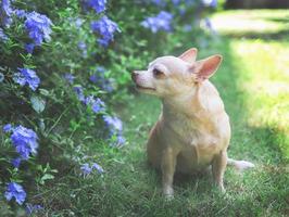 Marrone corto capelli chihuahua cane seduta su verde erba nel il giardino, odorare viola fiori. foto