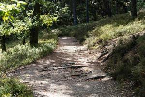 Mountain bike sentieri nel il natura Riserva pesce erica foto