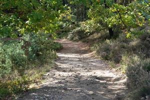 Mountain bike sentieri nel il natura Riserva pesce erica foto