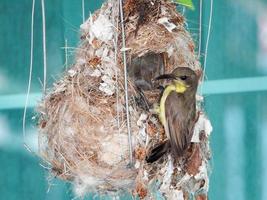 oliva sostenuta uccello solare, dal ventre giallo sunbird alimentazione loro bambini nel il nido. foto