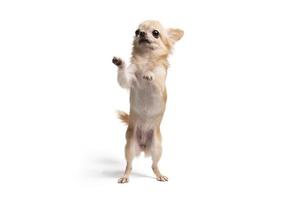 carino chihuahua Marrone cane animale domestico ritratto accattonaggio su indietro Due gambe foto