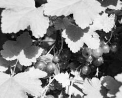 fotografia sul tema bellissimo cespuglio di bacche di ribes nero foto