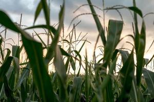 primo piano di un campo di grano foto