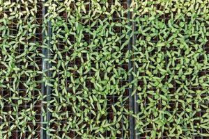 giardinaggio nel il Casa piccolo piantagioni nel il Casa persone Hobby sentire tranquillo, calmo e incoraggiare persone per girare per Salute cura. foto