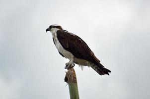 falco pescatore su un palo foto