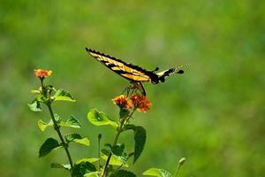 farfalla di coda forcuta su un fiore foto